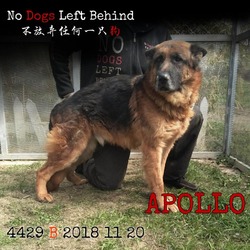 Photo of Apollo 4429 / 7380