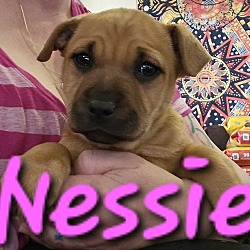 Thumbnail photo of Nessie #1