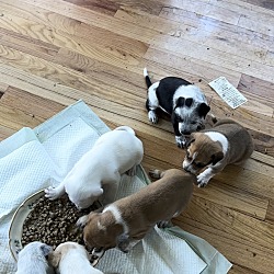 Thumbnail photo of Daisy Mae’s puppies #2