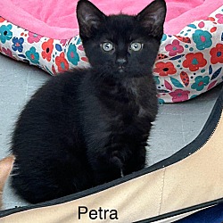 Thumbnail photo of Petra #1