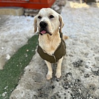 adopt a pet