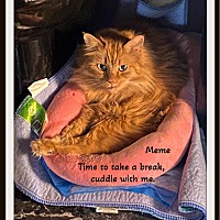 adopt a pet