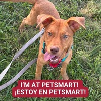 adopt a pet