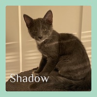 adopt a pet