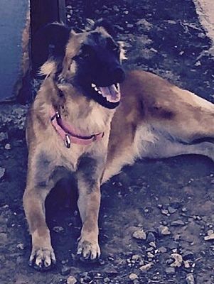 animal alley german shepherd