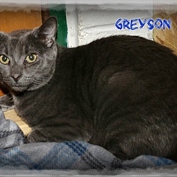 Thumbnail photo of Greyson #2