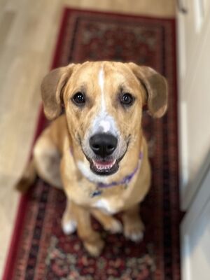 Hopkinton, MA - Catahoula Leopard Dog/Basset Hound. Meet Lylo a Pet for ...