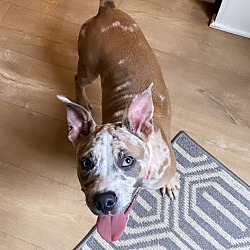 Photo of Poppy (coming soon)