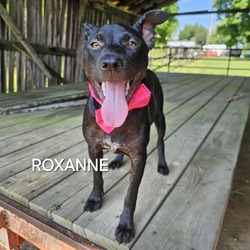 Thumbnail photo of Roxanne #4