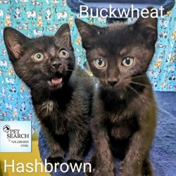 Thumbnail photo of Buckwheat #1