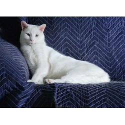 Photo of Snowball