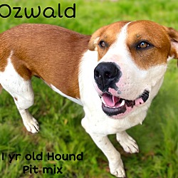 Thumbnail photo of Ozwald #1