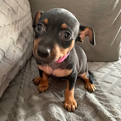 Thumbnail photo of Margarita - Brianna Pup #2