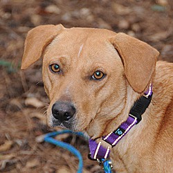 bonded pet photo