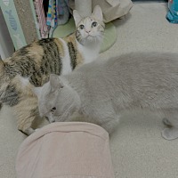 adopt a pet