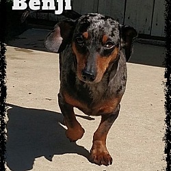 Thumbnail photo of Benji #3