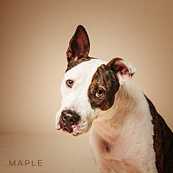 Thumbnail photo of Maple #1
