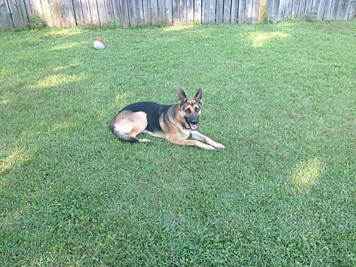 Mobile Al German Shepherd Dog Meet Onyx A Pet For Adoption