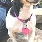 Dachshund Puppies - Dachshund Rescue and Adoption Near You