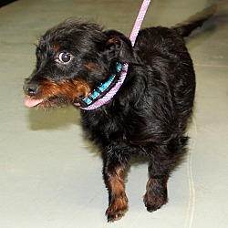 Thumbnail photo of Suzie~adopted! #4