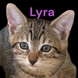 Photo of Lyra