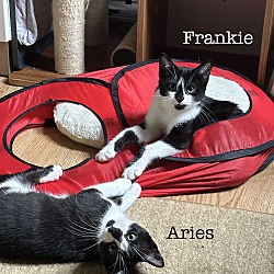 Thumbnail photo of Aries & Frankie #1