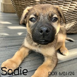 Thumbnail photo of Sadie #2