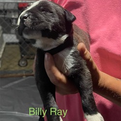 Thumbnail photo of Billy Ray #3