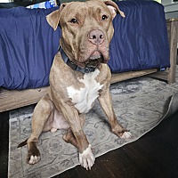 adopt a pet