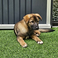 adopt-pet