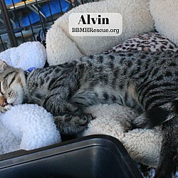 Thumbnail photo of Alvin #3