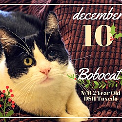 Thumbnail photo of Bobocat #1