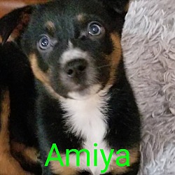 Photo of Amiya