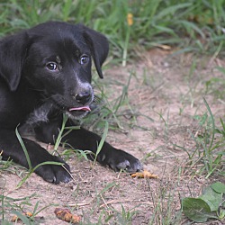 Thumbnail photo of Zuri~adopted! #4