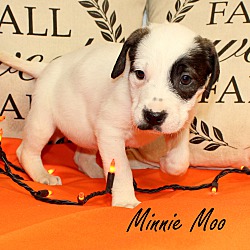 Thumbnail photo of Minnie Moo~adopted! #3