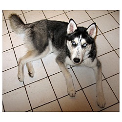 Siberian Husky Rescue Of Florida Inc In Seminole Florida