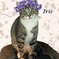 Thumbnail photo of IRIS is Beautiful #2