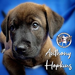 Thumbnail photo of Anthony Hopkins #1