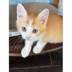 Thumbnail photo of Kitten #1