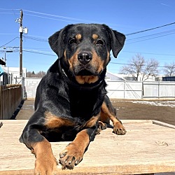 Boulder, CO - Rottweiler. Meet Mollie a Pet for Adoption - AdoptaPet.com