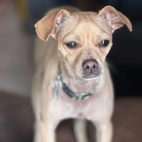 adopt-pet