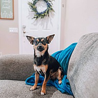 adopt a pet