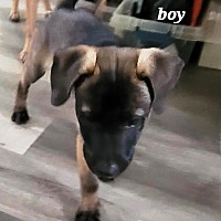 adopt a pet