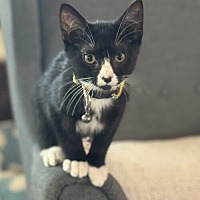 adopt-pet