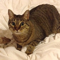 Thumbnail photo of Bailey the declawed lap cat #2
