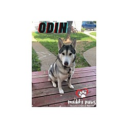 Photo of Odin (Courtesy Post)