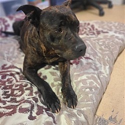 Photo of Valentine