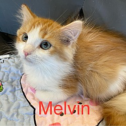 Thumbnail photo of Melvin #3