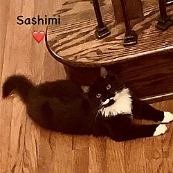 Thumbnail photo of Sashimi - Courtesy Post #3