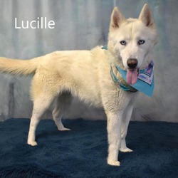 Thumbnail photo of Lucille #2